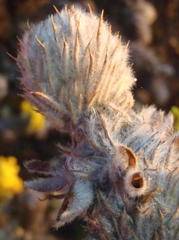 Aspalathus shawii shawii