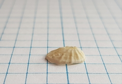 Radiacmea inconspicua