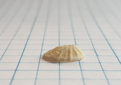 Radiacmea inconspicua