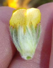 Aspalathus shawii shawii