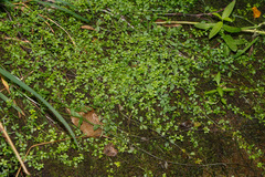 Galium labradoricum