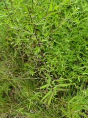 Symphyotrichum