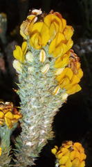 Aspalathus shawii shawii