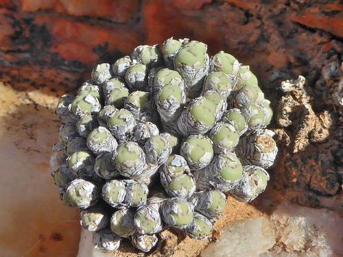 Conophytum breve