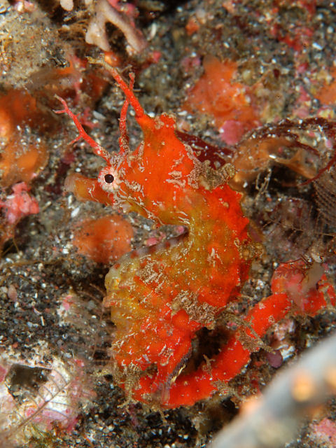 Sindo's Seahorse