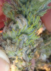 Aspalathus shawii shawii