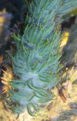 Aspalathus shawii shawii