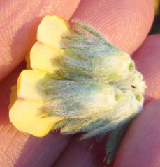 Aspalathus shawii shawii