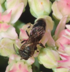 Hylaeus modestus