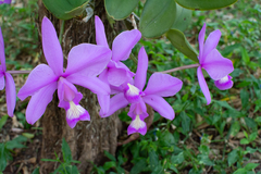 Cattleya nobilior