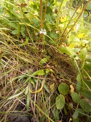 Euphrasia hyperborea