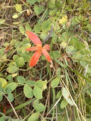 Koenigia tripterocarpa