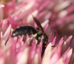 Hylaeus modestus