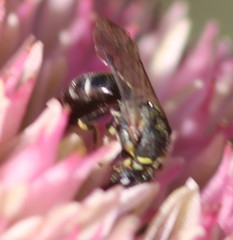 Hylaeus modestus