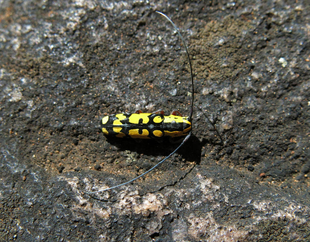 Tragiscoschema bertolonii