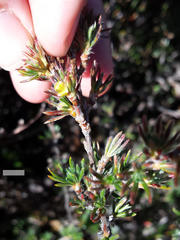 Cliffortia weimarckii