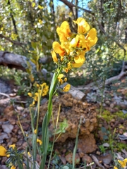 Sphaerolobium alatum