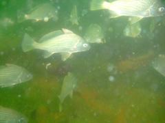 Umbrina canariensis