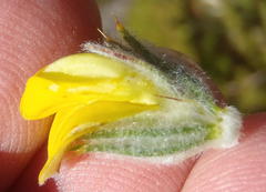 Aspalathus shawii shawii