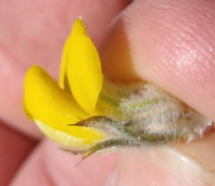 Aspalathus shawii shawii