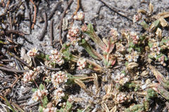 Psammotropha