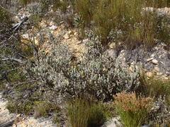 Aspalathus shawii shawii