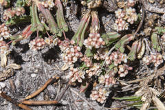 Psammotropha