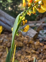 Sphaerolobium alatum