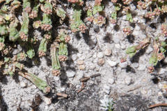 Psammotropha