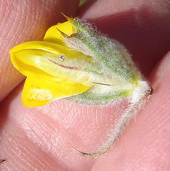 Aspalathus shawii shawii