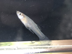 Gambusia geiseri