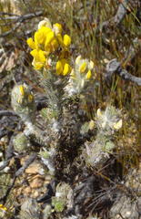 Aspalathus shawii shawii