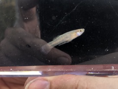 Gambusia geiseri
