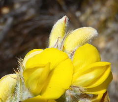 Aspalathus shawii shawii