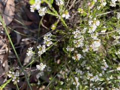 Micromyrtus