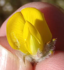 Aspalathus shawii shawii