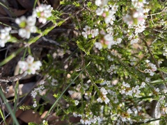 Micromyrtus