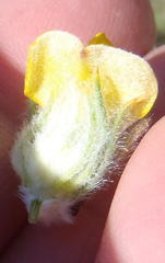 Aspalathus shawii shawii