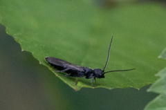 Pristepyris armiferus