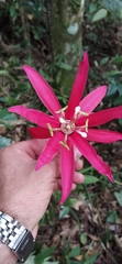 Passiflora speciosa