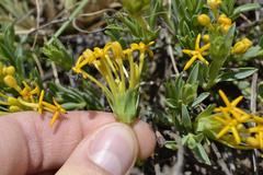 Lasiosiphon capitatus