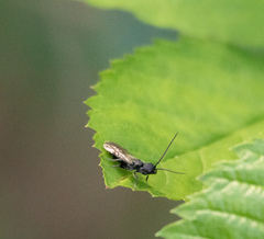 Pristepyris armiferus