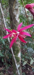 Passiflora speciosa