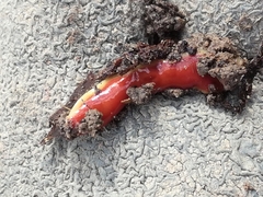 Arthurdendyus testaceus