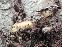 Arthurdendyus testaceus