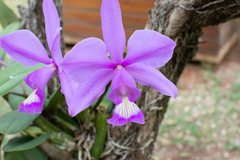 Cattleya nobilior