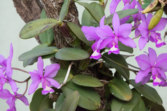 Cattleya nobilior