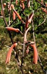 Aloe dyeri image