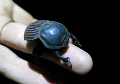 Anomalipus elephas tibialis