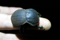 Anomalipus elephas tibialis